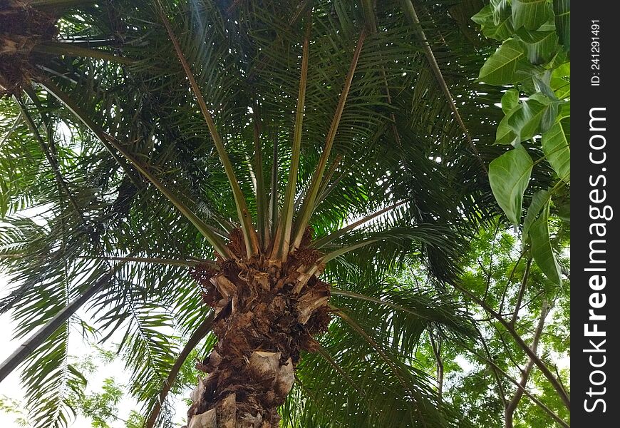 Exotic palm tree with green leaves, Jakarta, Indonesia - 2022. Palm trees many used for greeny and garden or park