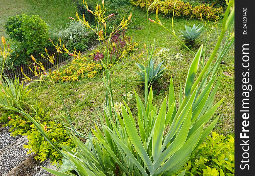 Fresh greeny plants in the morning at the garden, Cianjur, Indonesia - 2022. Flower and other plants needed for greeny