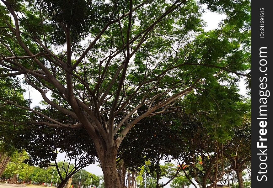 Green leaves of tree very important for life, Jakarta, Indonesia - 2022. Earth need millions trees and plants for life and healthy peoples. Green leaves of tree very important for life, Jakarta, Indonesia - 2022. Earth need millions trees and plants for life and healthy peoples