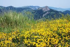 Field Of Yellow Spring Flowers Royalty Free Stock Photography Field Of Yellow Spring Flowers Royalty Free Stock Photography