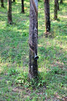 Rubber Plantation Stock Photography Rubber Plantation Stock Photography