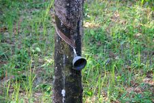 Rubber Plantation Royalty Free Stock Photos Rubber Plantation Royalty Free Stock Photos