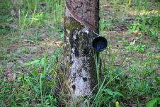 Rubber Plantation Royalty Free Stock Image Rubber Plantation Royalty Free Stock Image
