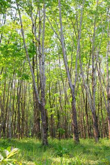 Rubber Plantation Stock Photography Rubber Plantation Stock Photography
