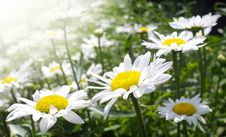 Daisy Flowers Royalty Free Stock Photo Daisy Flowers Royalty Free Stock Photo