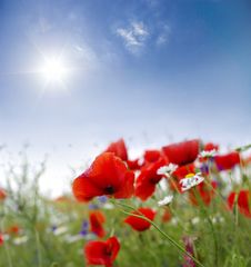 Poppy Red Stock Photography Poppy Red Stock Photography