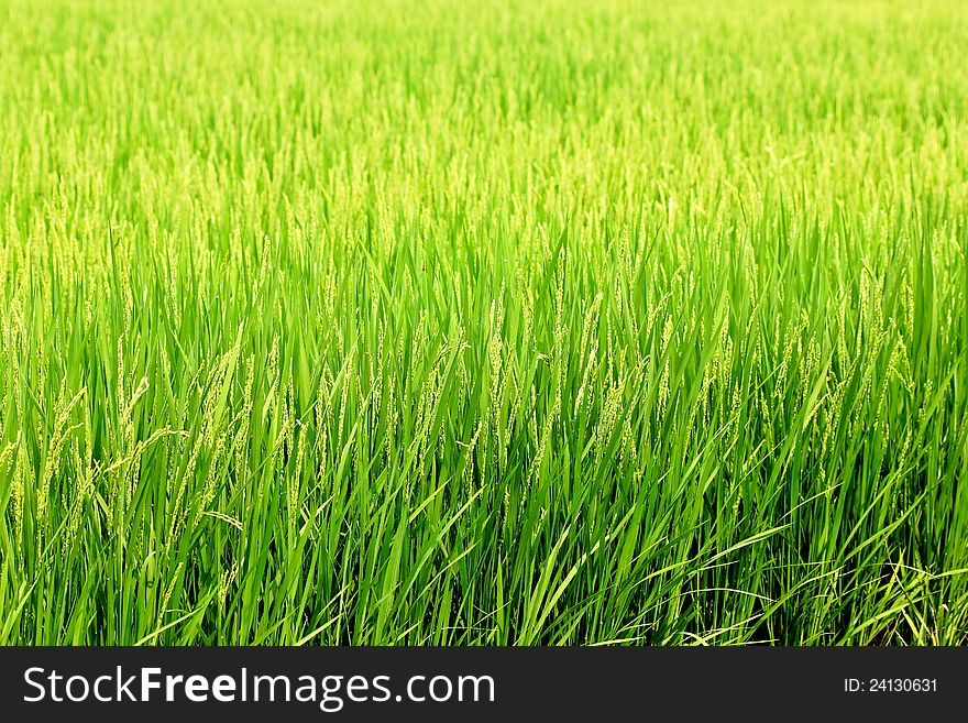 Beautiful landscape of green rice fields