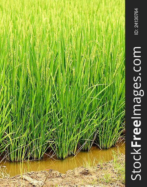 Beautiful landscape of green rice fields