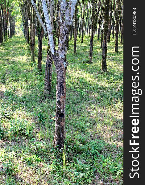 Para rubber tree garden in East of Thailand. Para rubber tree garden in East of Thailand