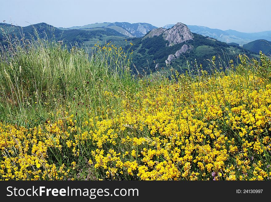 Field Of Yellow Spring Flowers