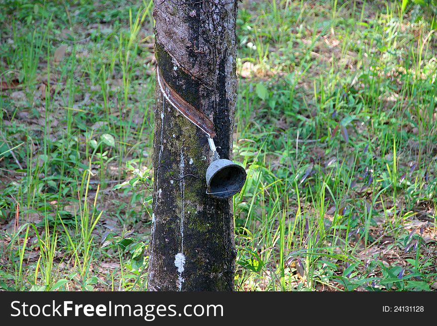 Tapping rubber from a tree in East of Thailand. Tapping rubber from a tree in East of Thailand