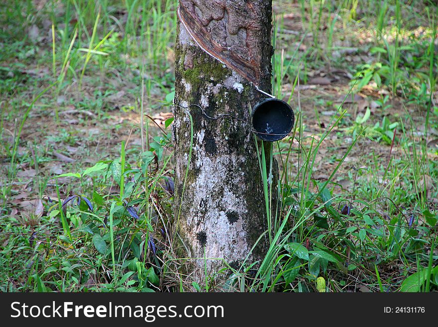Tapping rubber from a tree in East of Thailand. Tapping rubber from a tree in East of Thailand