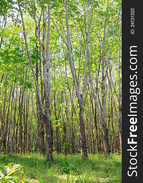 Rubber plantation