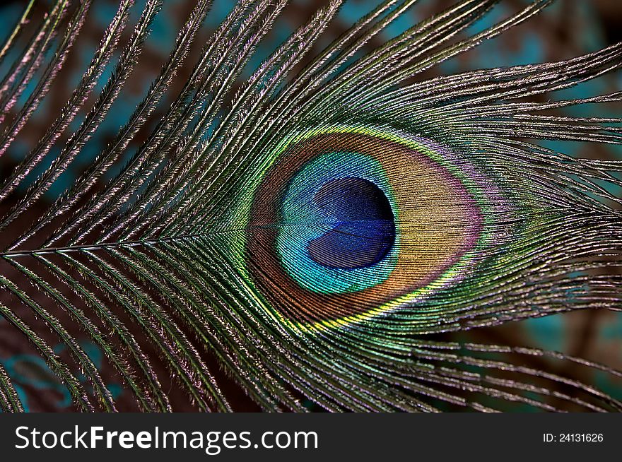 Nature painted a peacock feather unusual colors and shades. The pattern of each pen is unique and individual. Nature painted a peacock feather unusual colors and shades. The pattern of each pen is unique and individual.