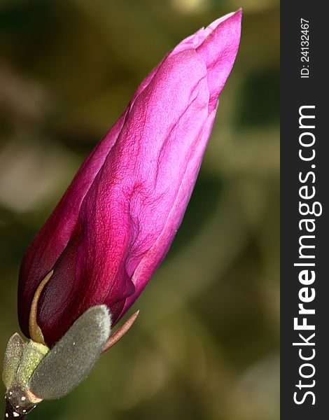 Detailed view of magnolia purple flower. Detailed view of magnolia purple flower