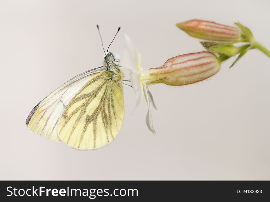 The white butterfly sitting on a flower