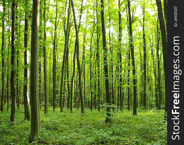 Sunlight in the green forest, spring time