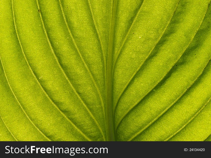 Green leaf close up nature background