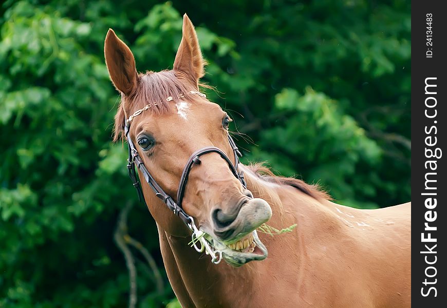 Portrait of beautiful red horse outdoor cloudy day. Portrait of beautiful red horse outdoor cloudy day