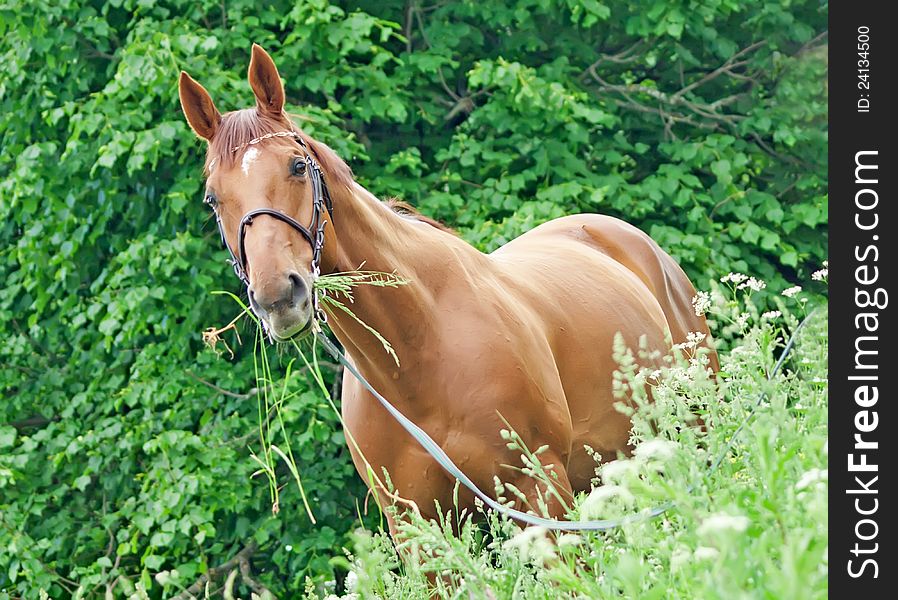 Portrait Of Nice Red Horse