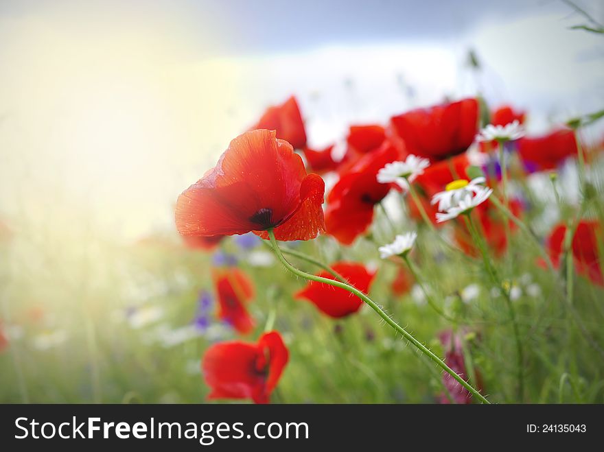 Poppy flower in the sky. Poppy flower in the sky