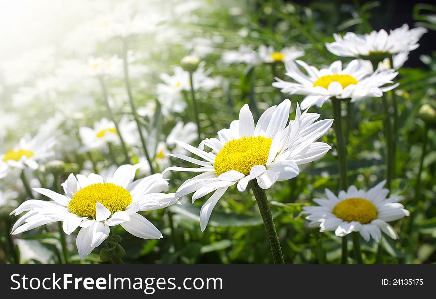 Beautiful field of soft white daisy flowers