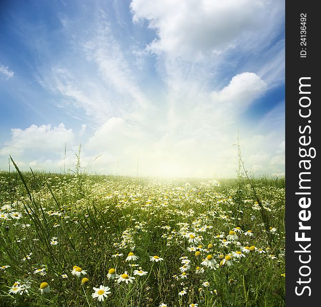 Beautiful summer landscape with daisies. Beautiful summer landscape with daisies