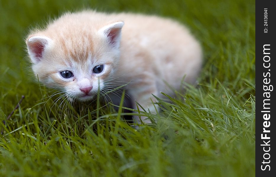 Little cat in a green grass. Little cat in a green grass