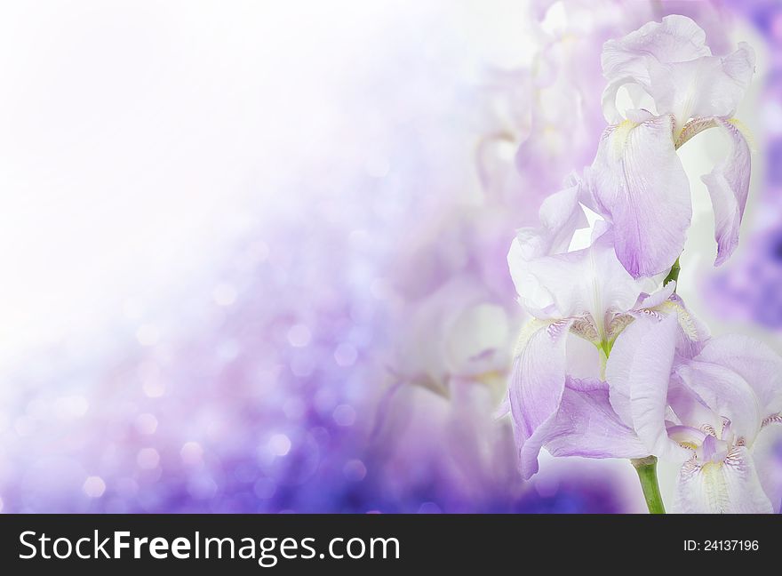 Flowers on beautiful bokeh background. Flowers on beautiful bokeh background.