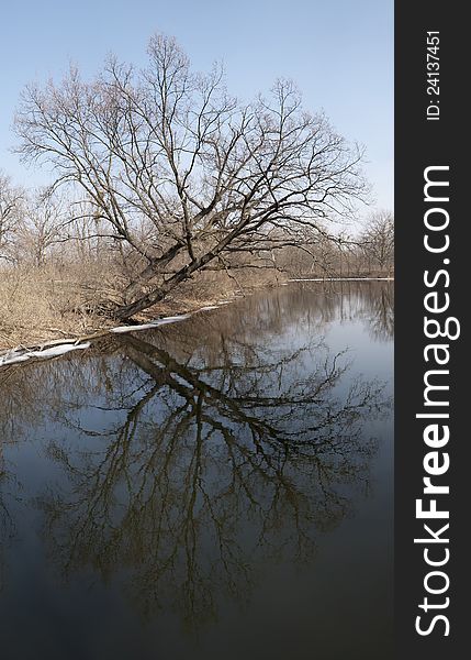 The tree on the bank of the river