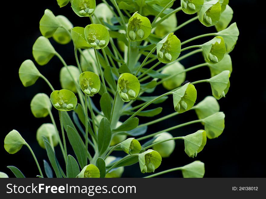 Close-up photograph of Euphorbia characias wolfenii