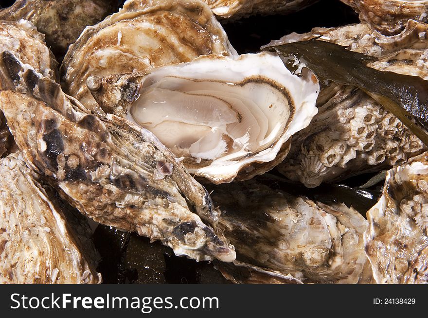 Many oysters relatively cool, some open. Many oysters relatively cool, some open