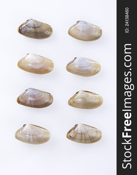 Clams mollusk