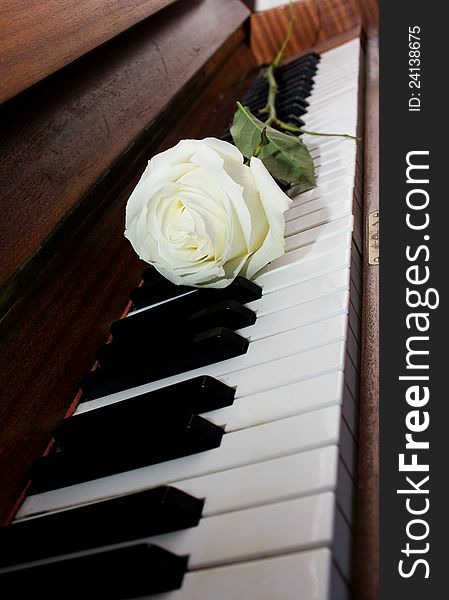 White rose on piano keyboard