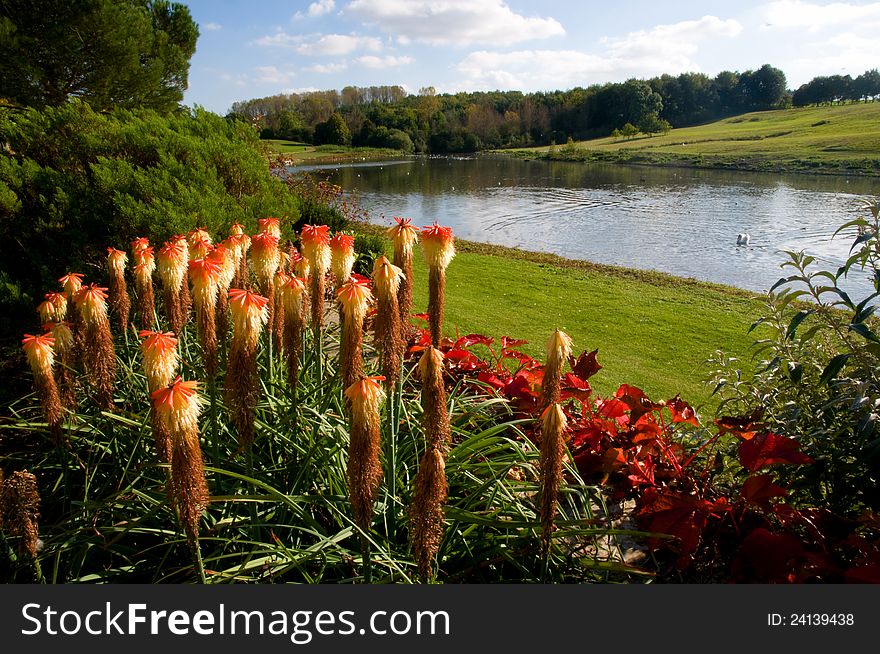 Flowers And Lake