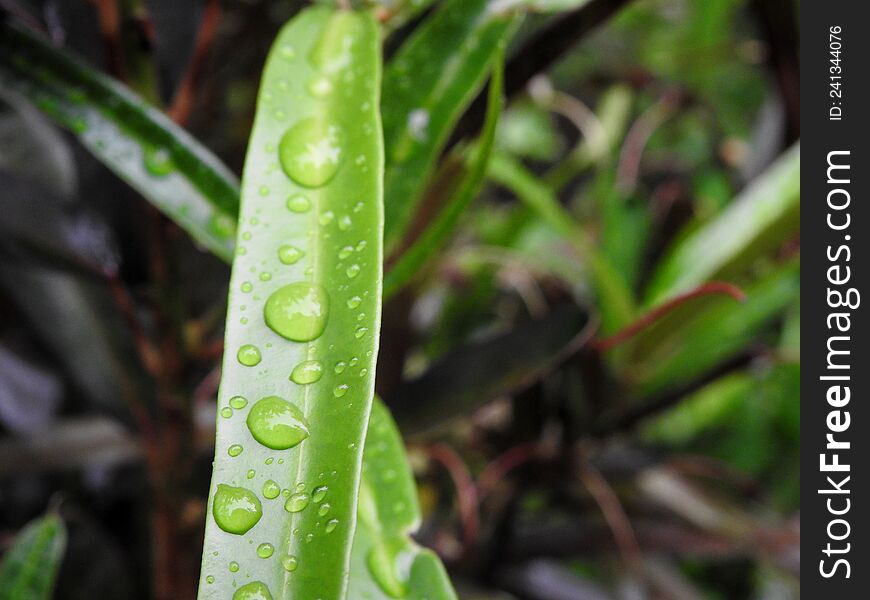 Green leaf, green leaf with water droplet, nature, closeup photo