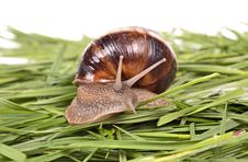 Snails Stock Images