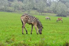 Zebra Royalty Free Stock Image