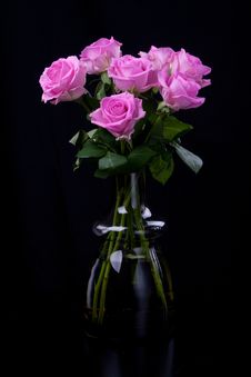 Roses Royalty Free Stock Images