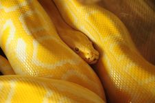Yellow Snake Royalty Free Stock Images Yellow Snake Royalty Free Stock Images