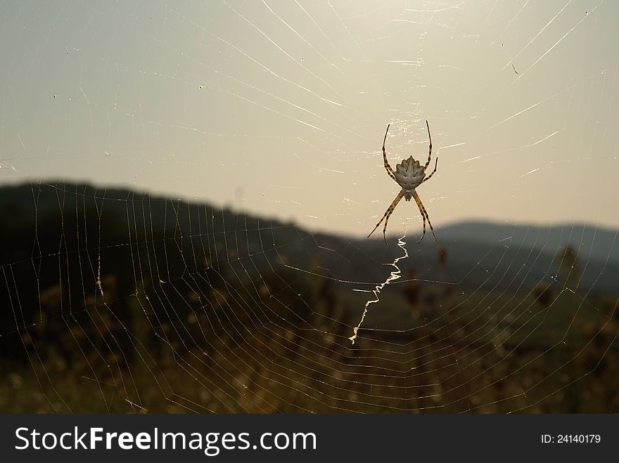 The spider genus Argiope in the evening sun. The spider genus Argiope in the evening sun