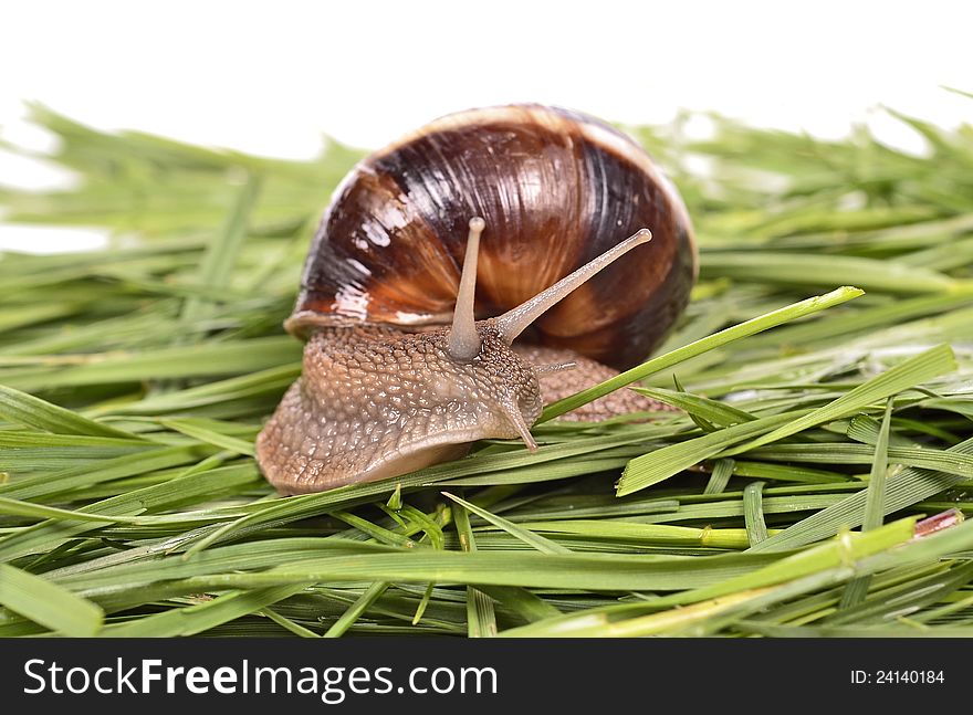 Garden snail (Helix aspersa) Snails source of protein