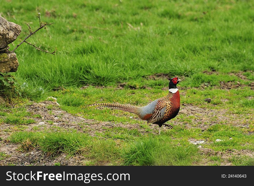 A male common pheasant in spring, strutting through a meadow. A male common pheasant in spring, strutting through a meadow.