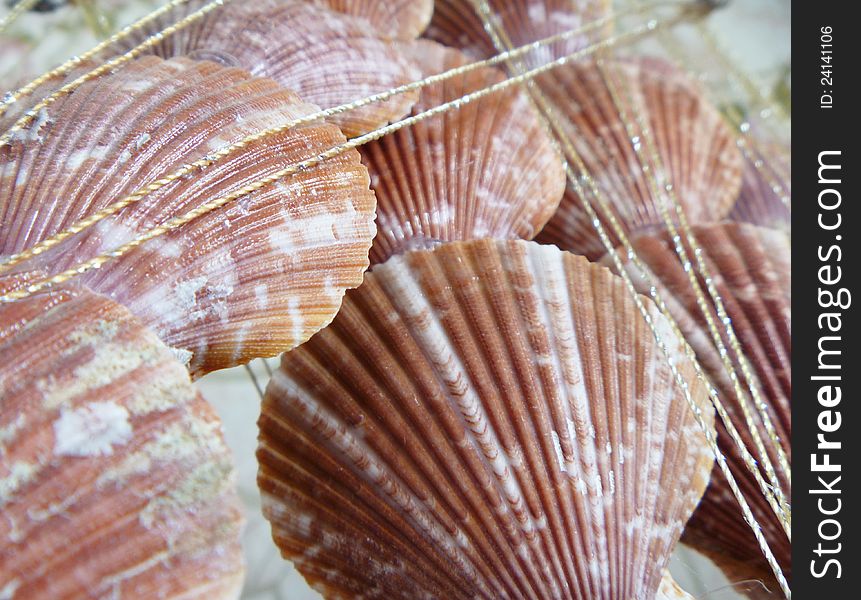 Background from sea seashell located from below upwards. Background from sea seashell located from below upwards