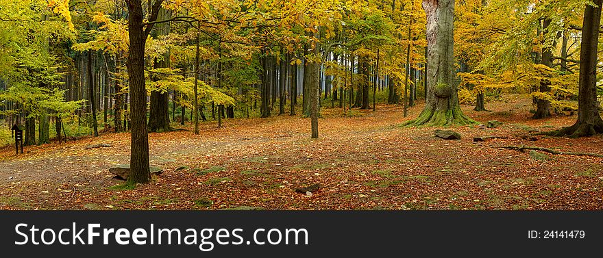 Broad-leaved forest of the north temperate zone in fall. Broad-leaved forest of the north temperate zone in fall.