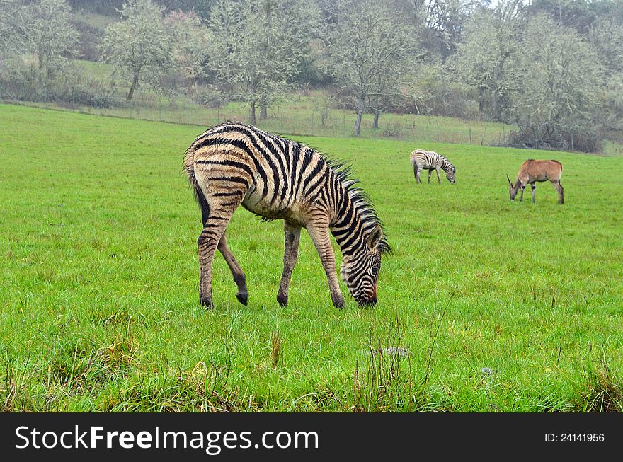 Zebra, the African equids (horse family)