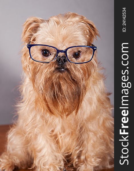 Dog breeds Brussels Griffon in blue glasses. Dog breeds Brussels Griffon in blue glasses