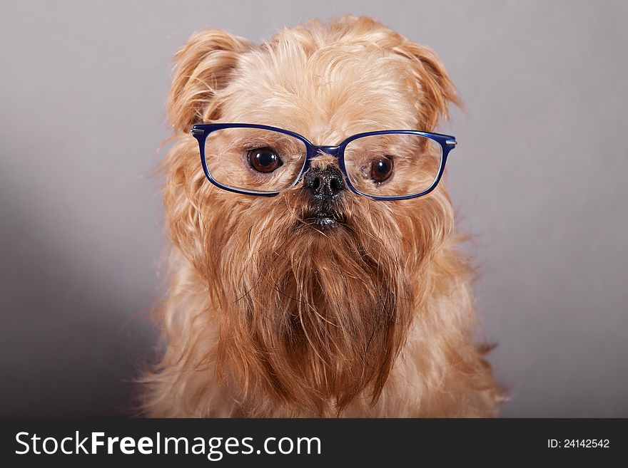 Dog breeds Brussels Griffon in blue glasses. Dog breeds Brussels Griffon in blue glasses