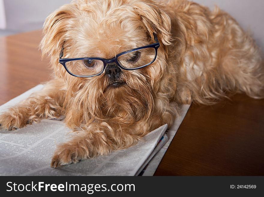 Serious dog in glasses reading the newspaper