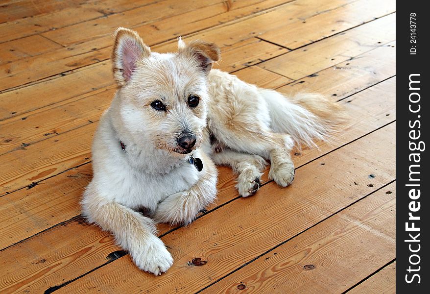 Photo of a gorgeous pedigree coton de tulear pomeranian cross breed dog relaxing at home.